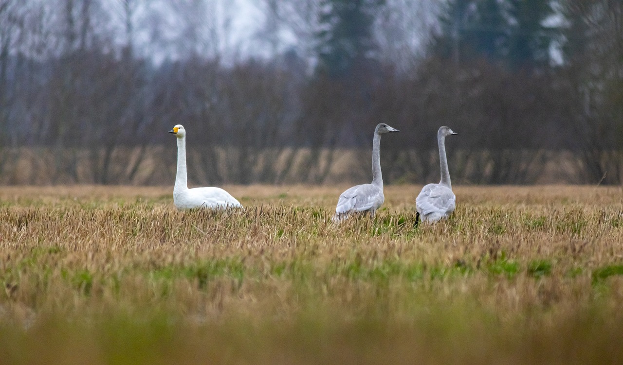 Whooper swan (Cygnus cygnus)