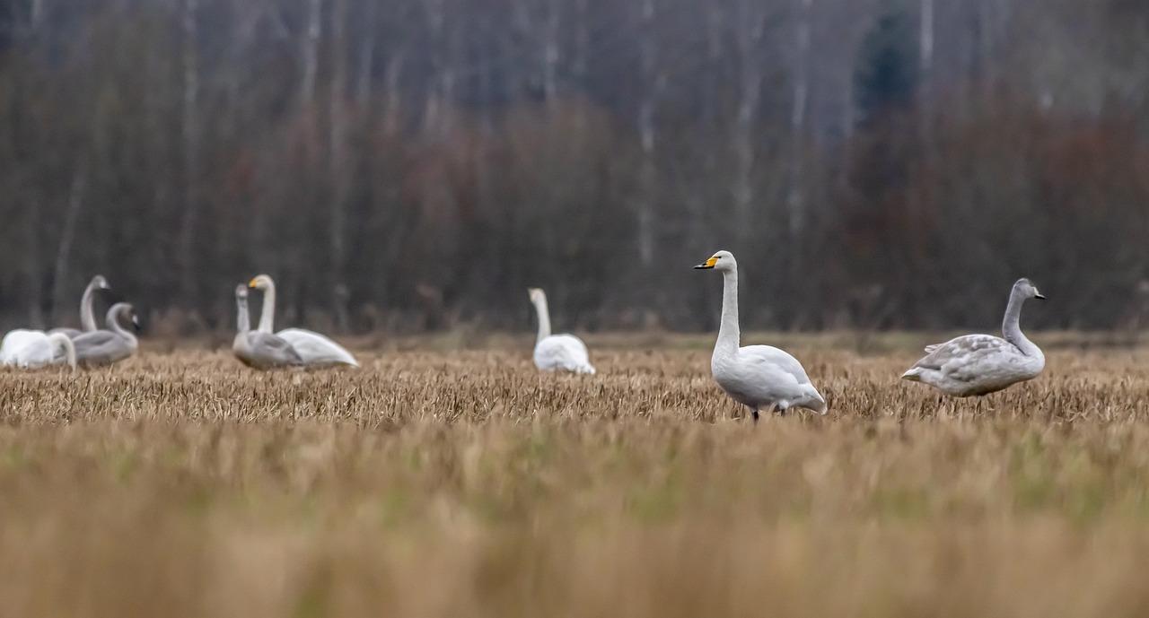 Whooper swan (Cygnus cygnus)