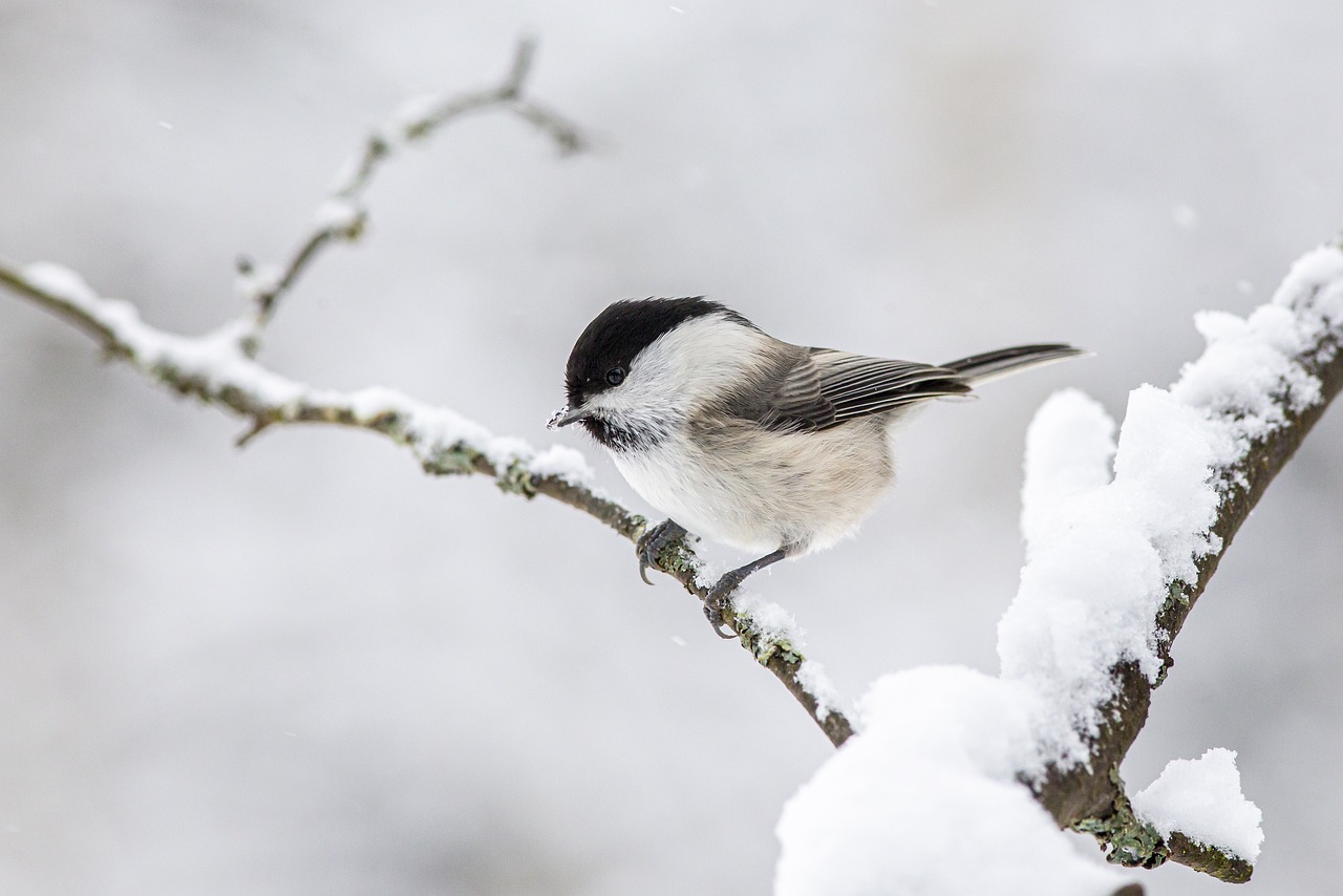 Willow tit (Poecile montanus)