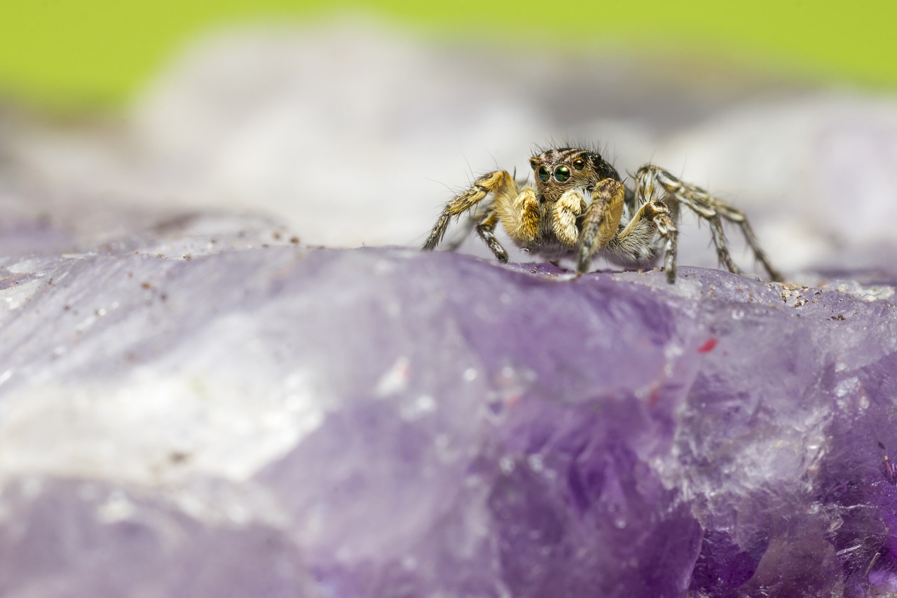 Jumping spider (Aelurillus v-insignitus)