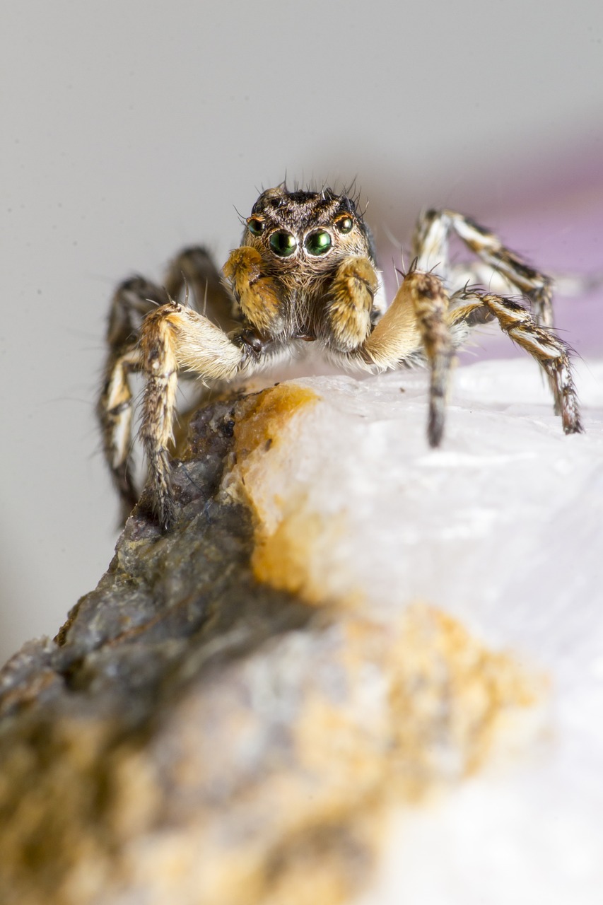 Jumping spider (Aelurillus v-insignitus)