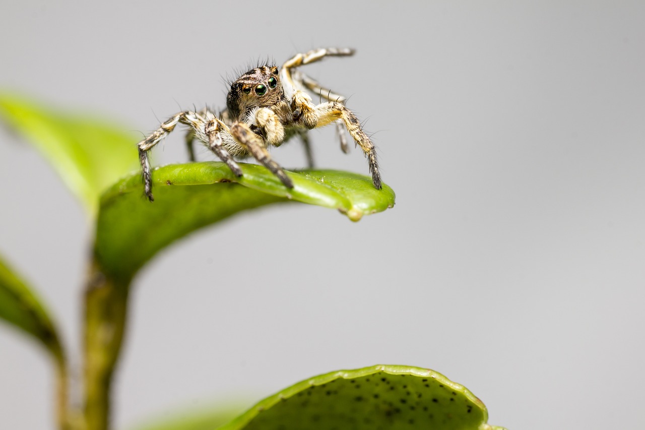 Jumping spider (Aelurillus v-insignitus)