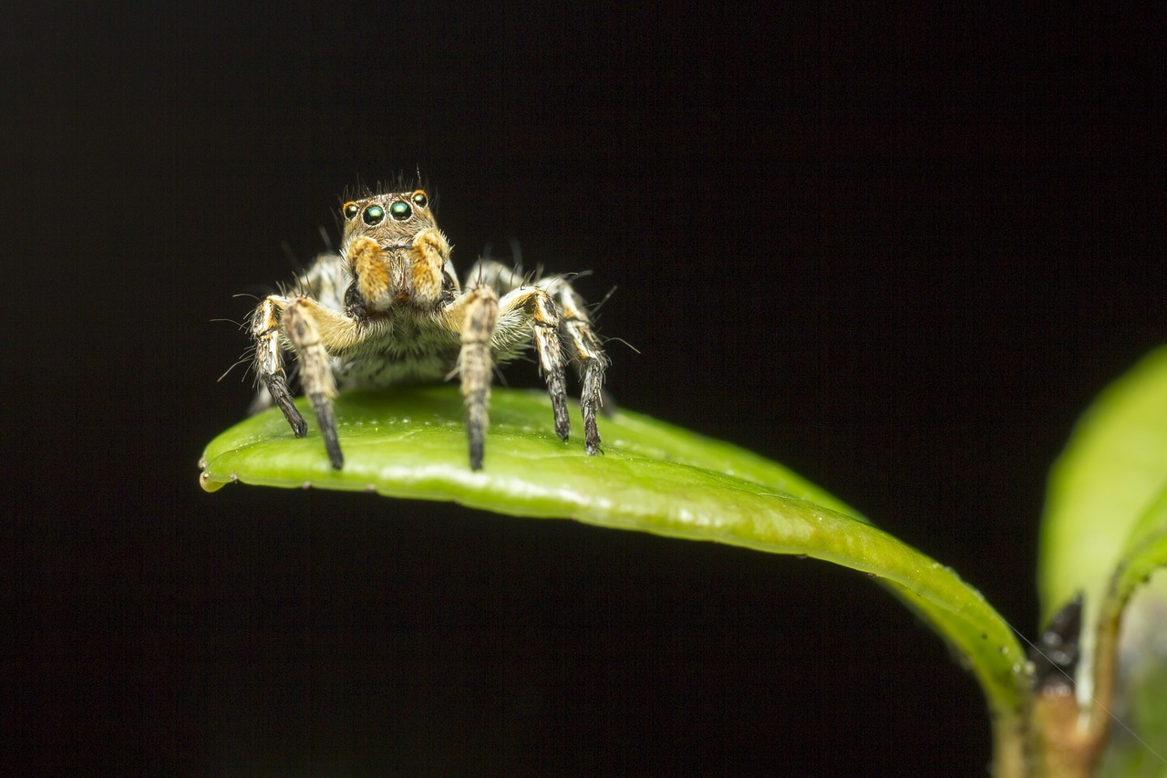 Jumping spider (Aelurillus v-insignitus)