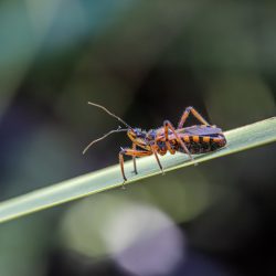 An assassin bug (Rhynocoris ventralis)