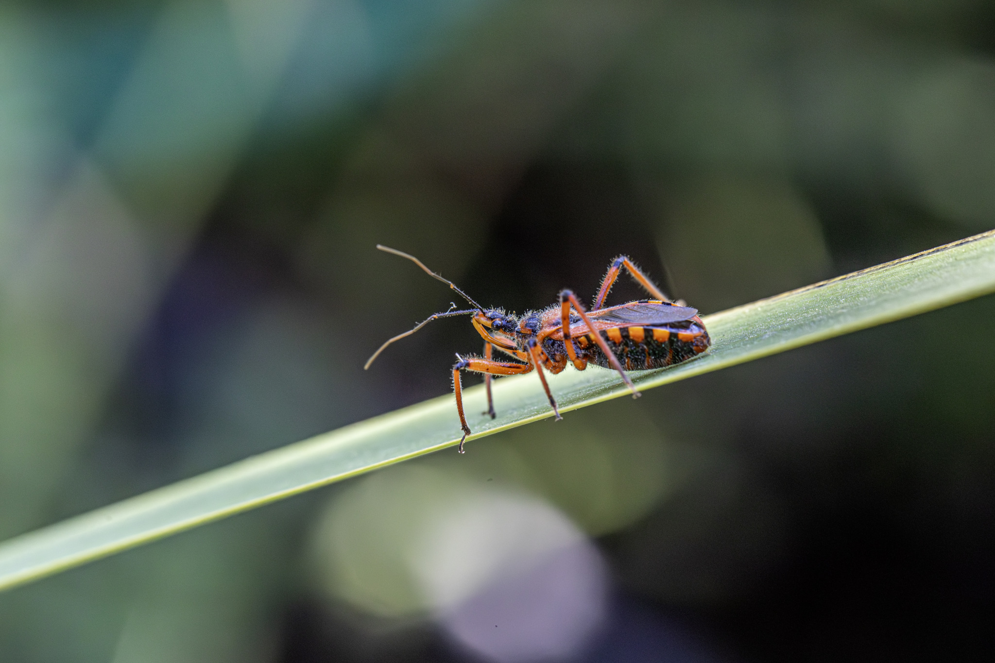 An assassin bug (Rhynocoris ventralis)