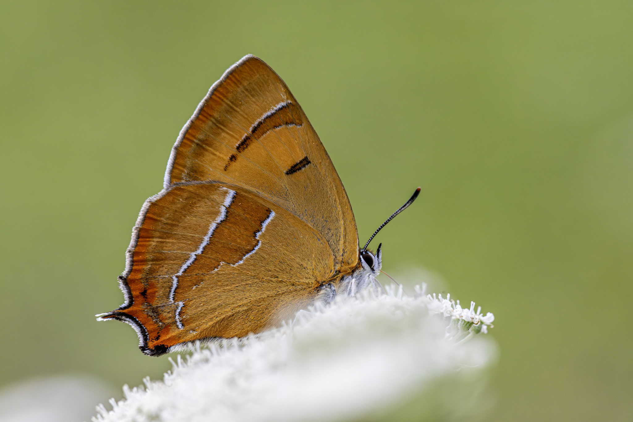 Brown Hairstreak (Thecla betulae)