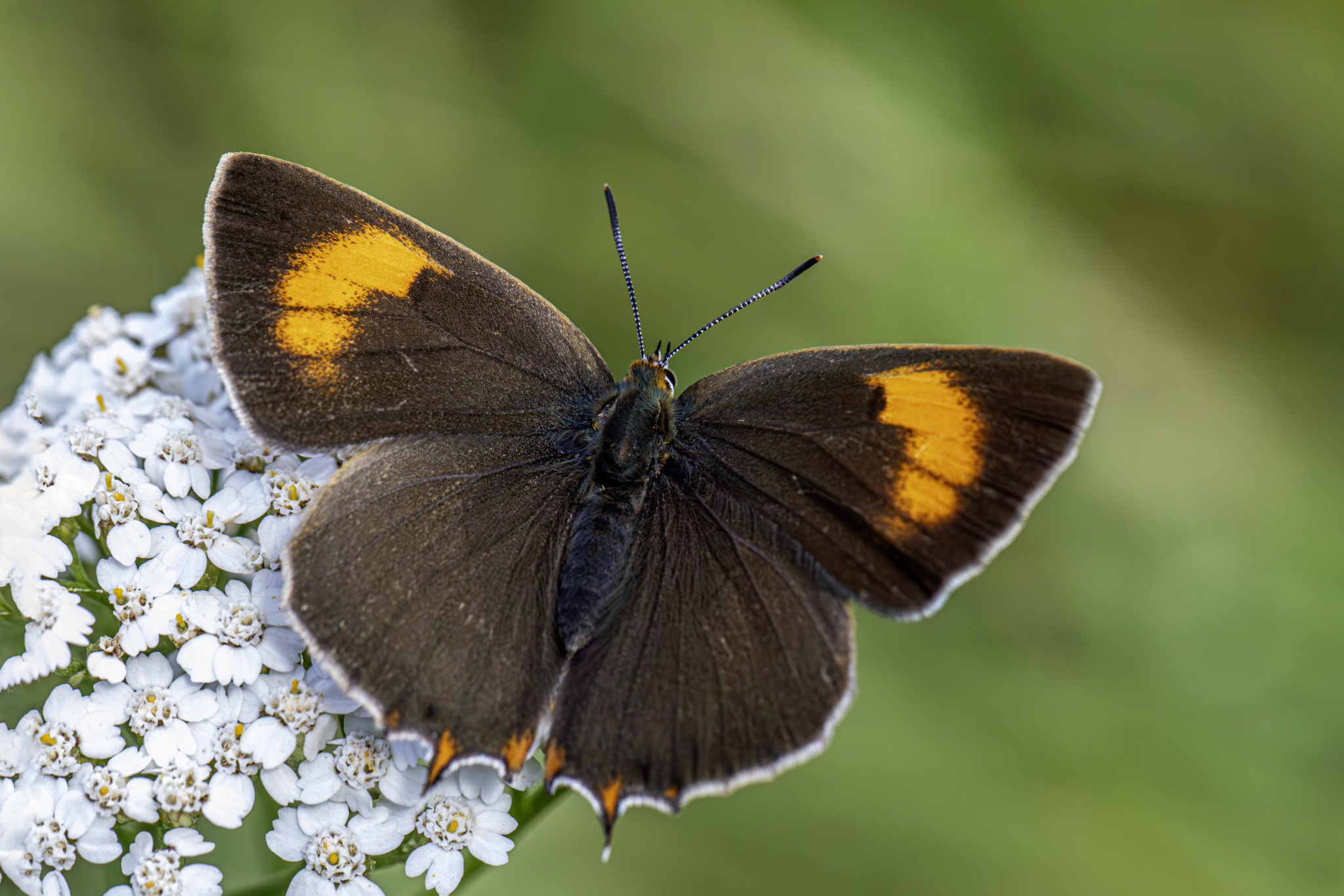 Brown Hairstreak (Thecla betulae)