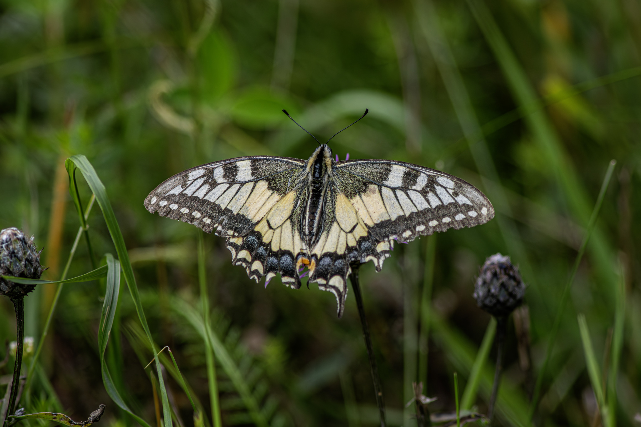 Old World Swallowtail (Papilio machaon)