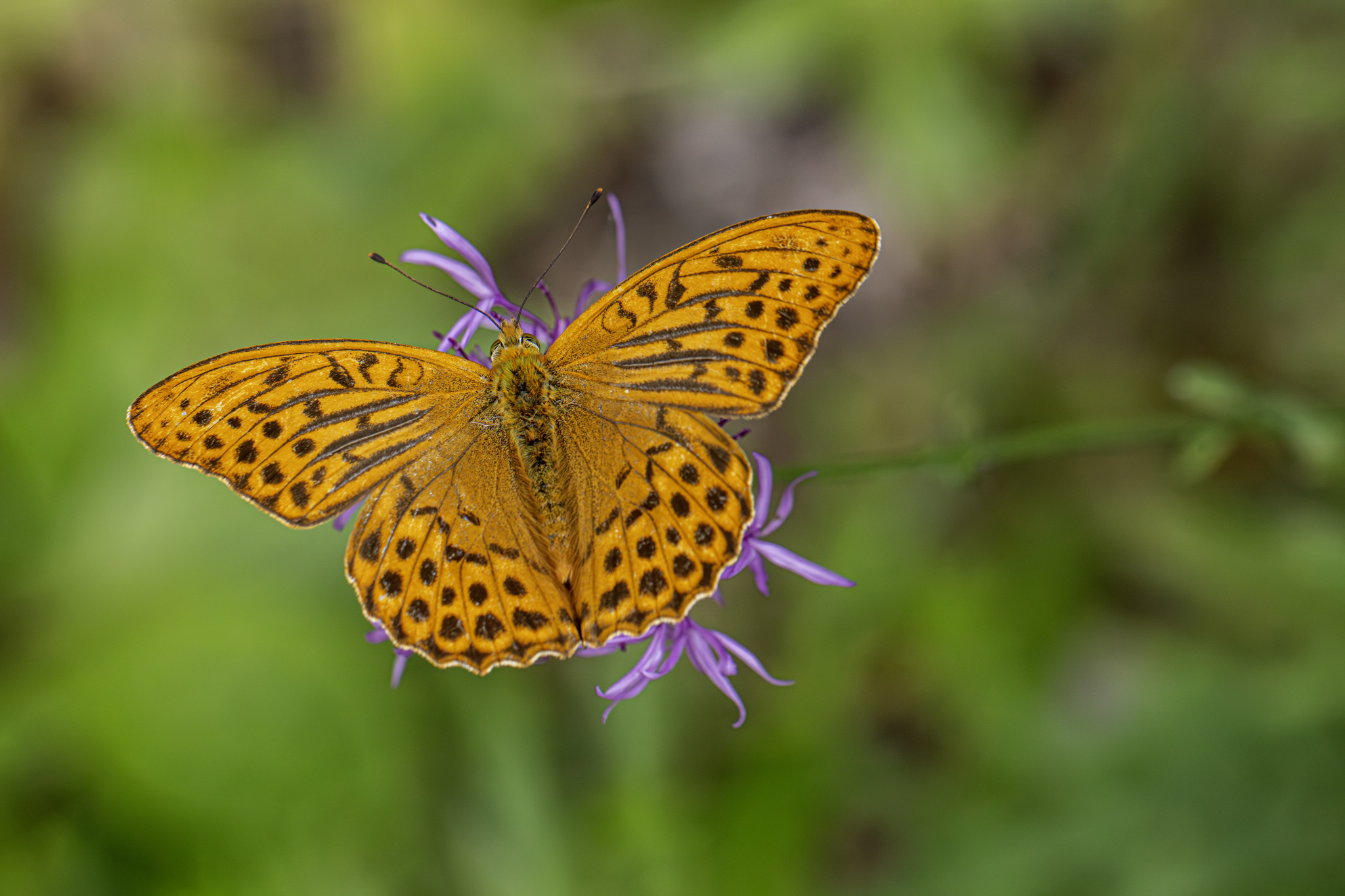 Silver-washed Fritillary (Argynnis paphia)