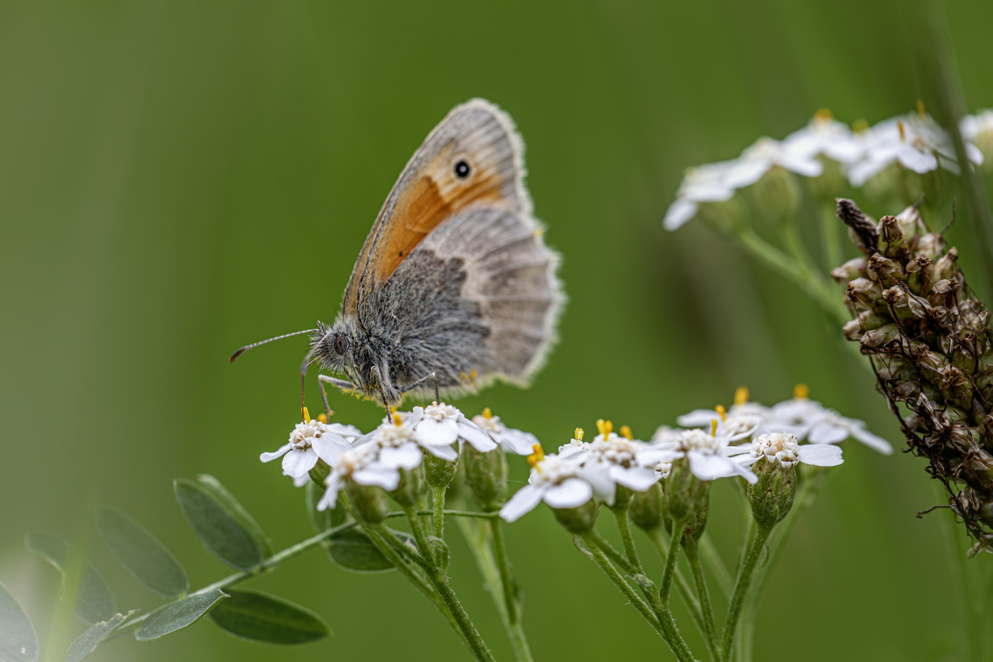 Small heath (Coenonympha pamphilus)