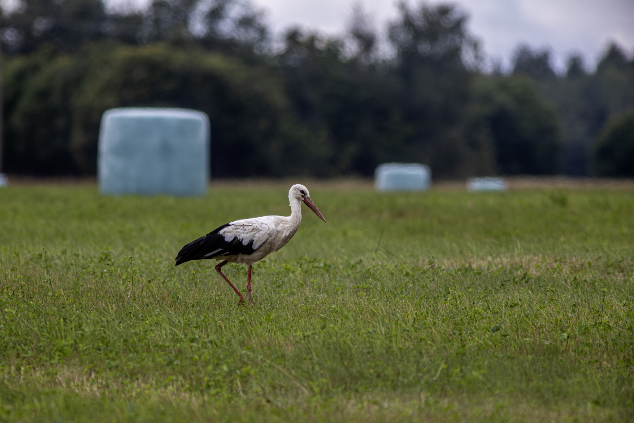 White Stork (Ciconia ciconia)