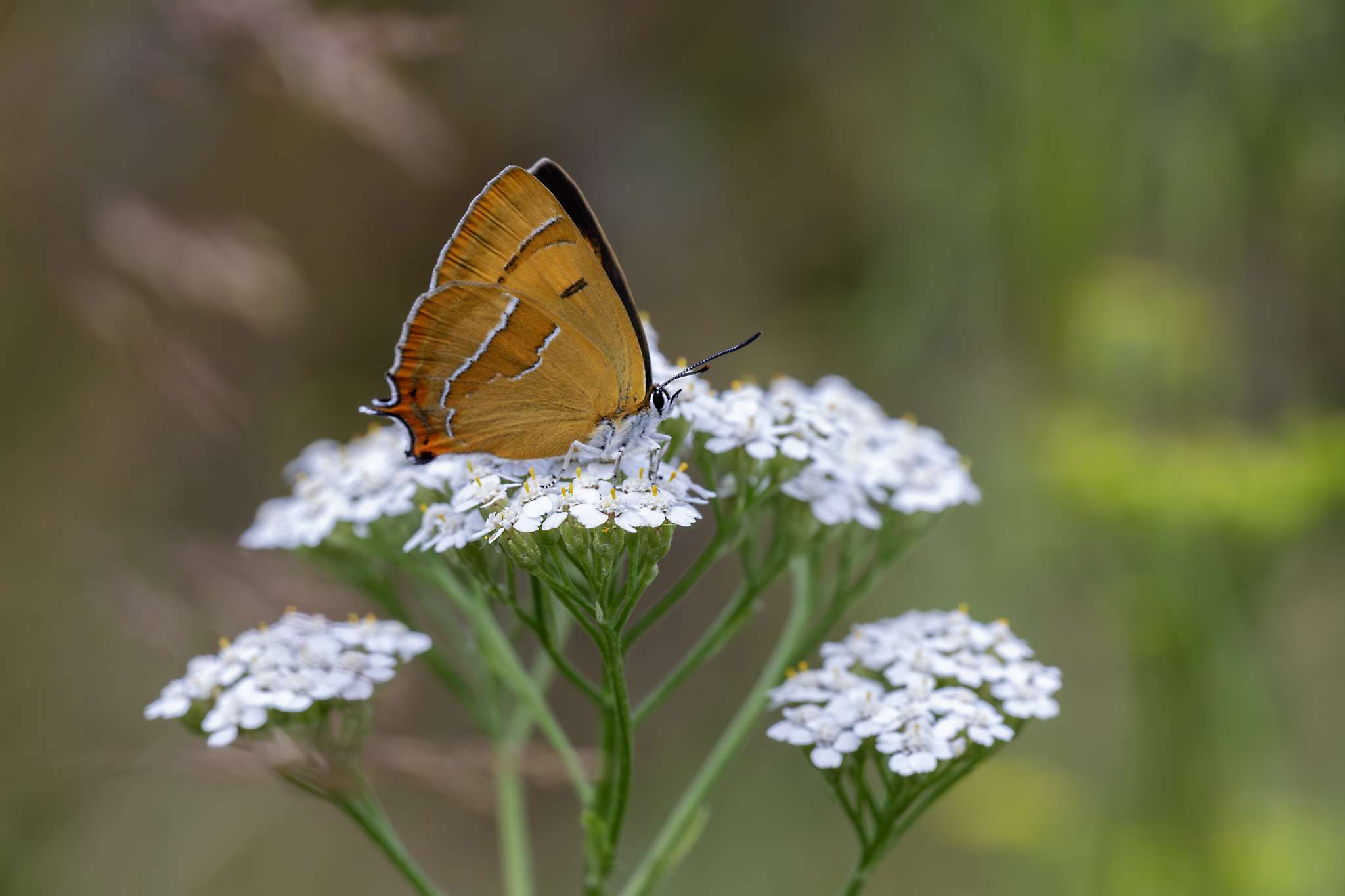 Brown Hairstreak (Thecla betulae)