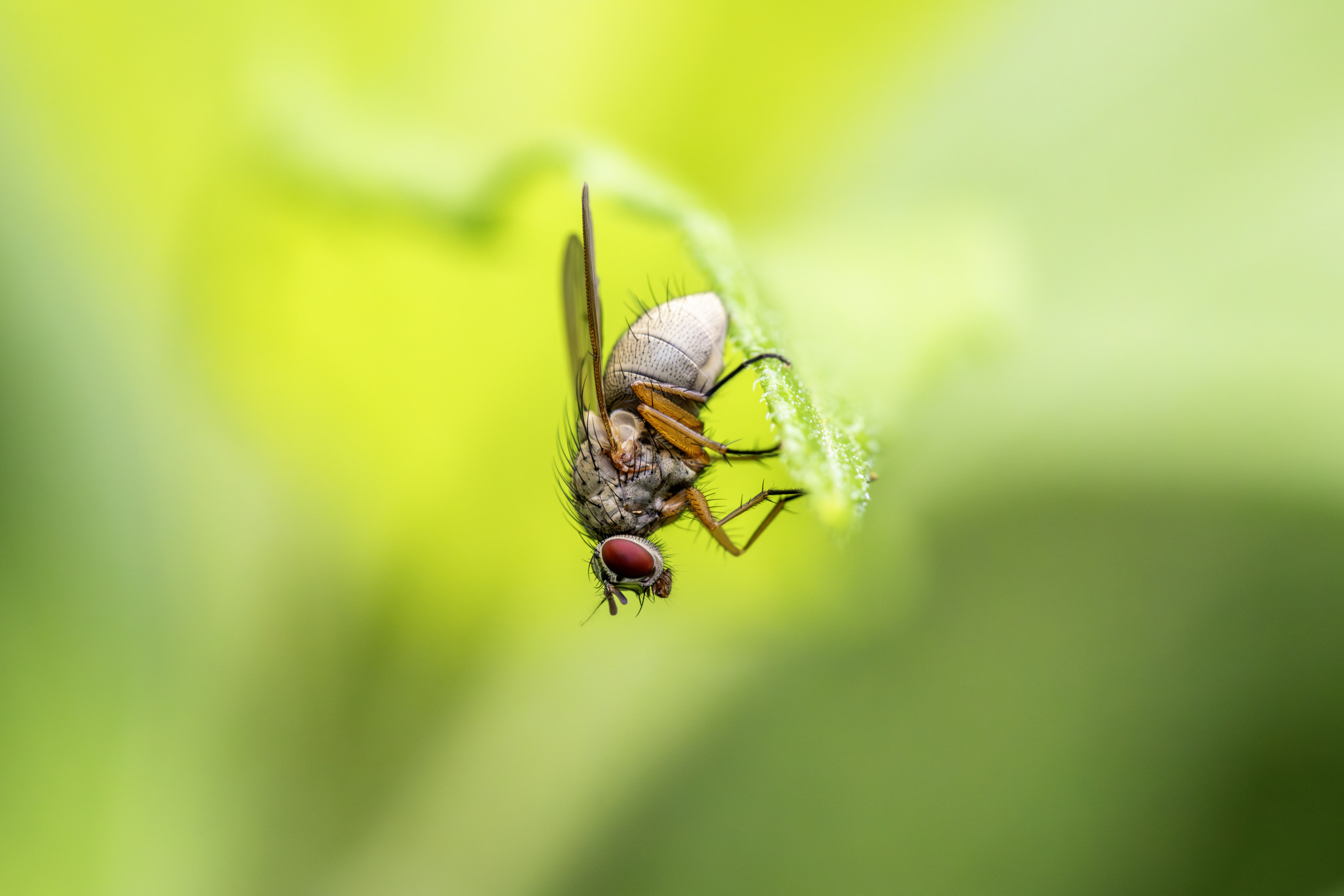 Tiger fly (Coenosia tigrina)