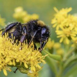 White-tailed bumble bee (Bombus lucorum)