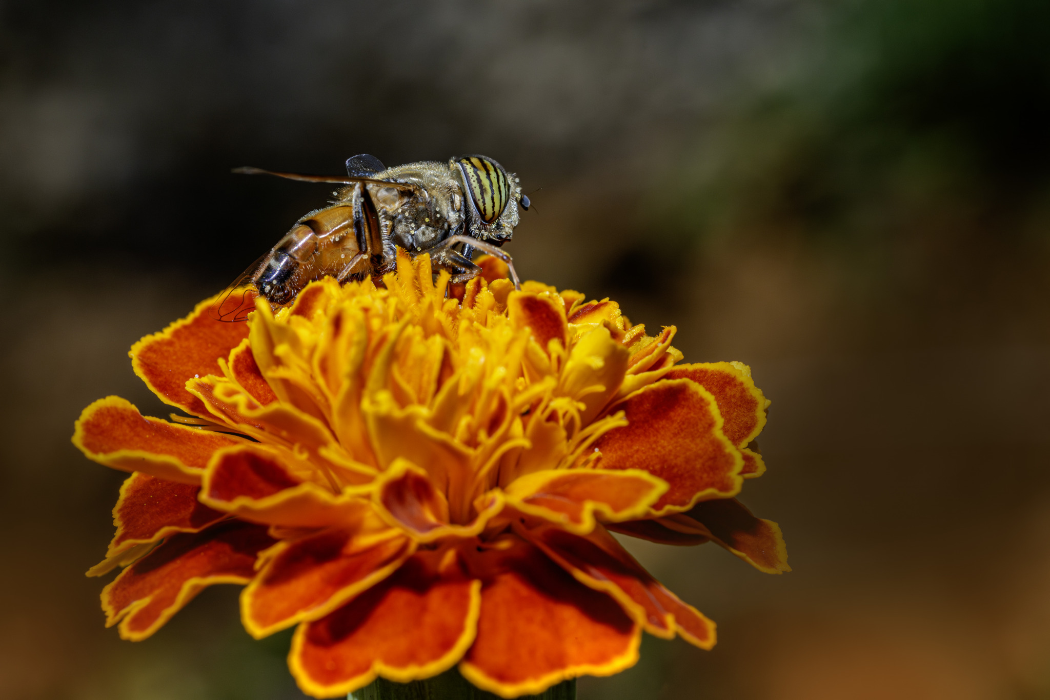 Band-eyed drone fly (Eristalinus taeniops)