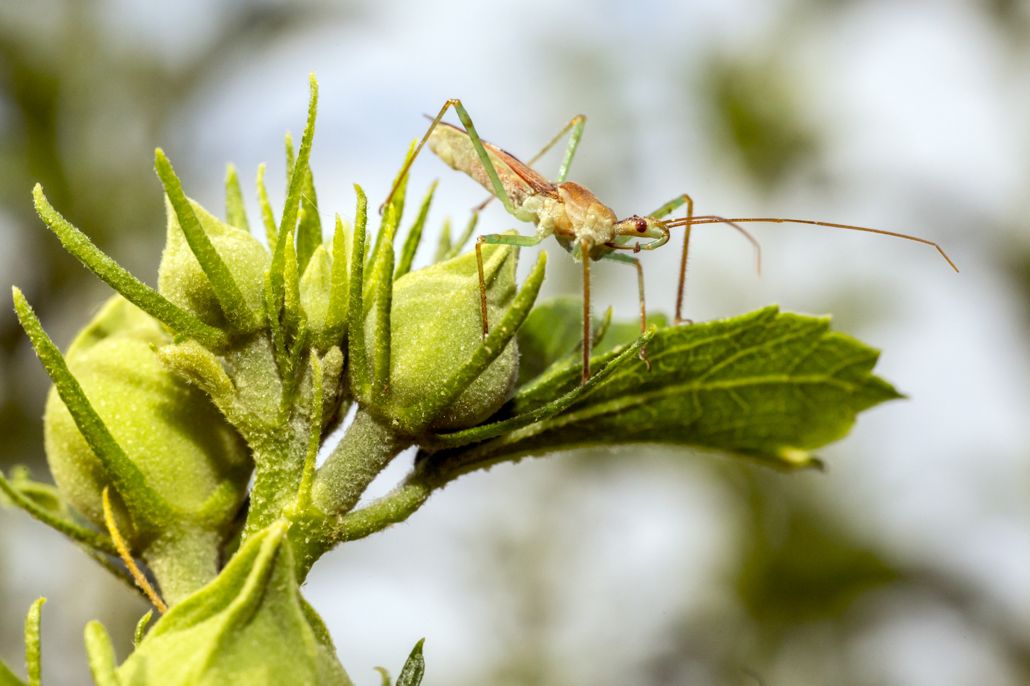 Leaf Hopper Assassin Bug (Zelus renardii)