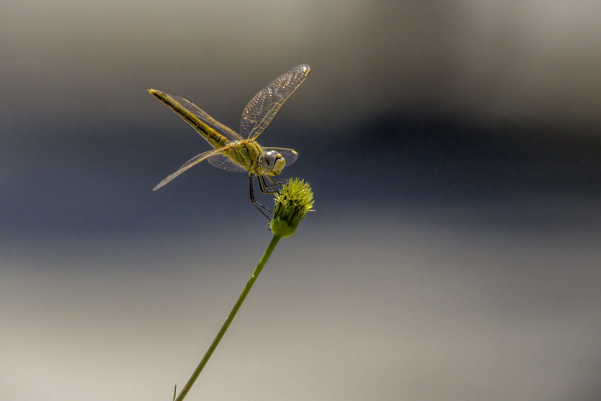 Red-veined Darter (Sympetrum fonscolombii)