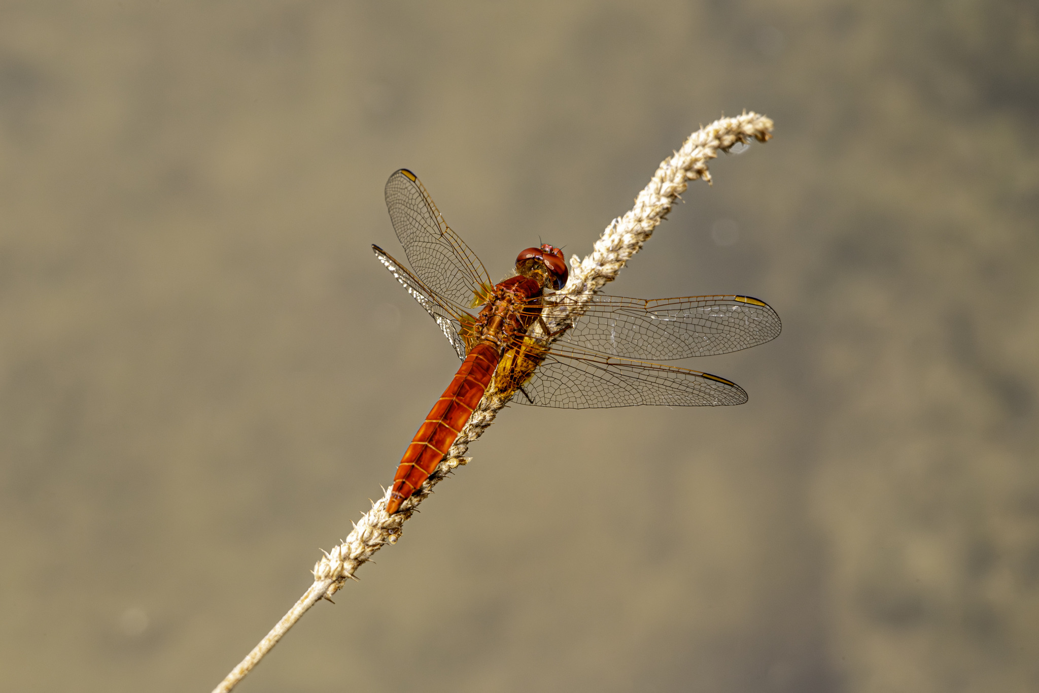 Scarlet dragonfly (Crocothemis erythraea)