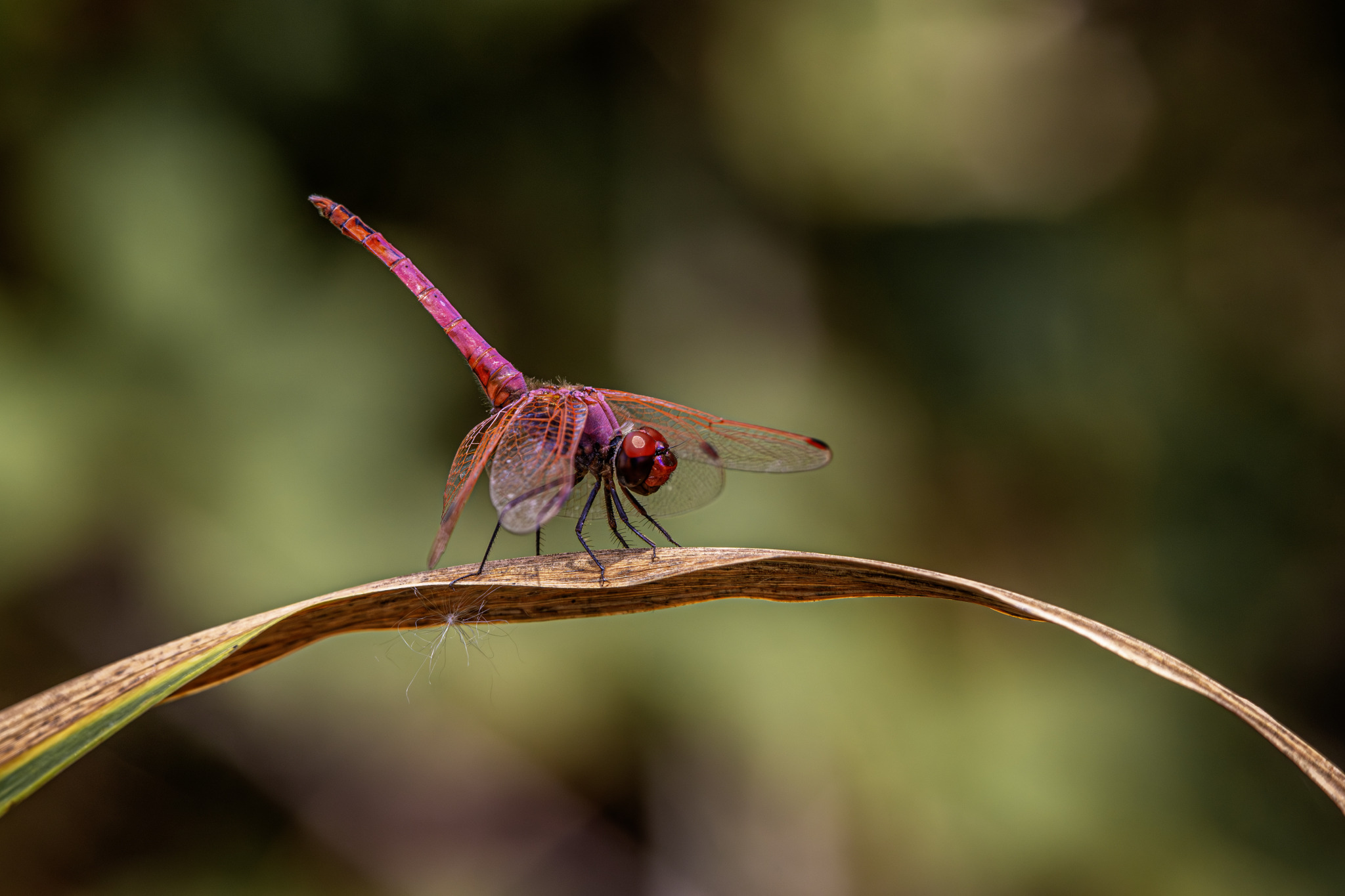 Violet Dropwing (Trithemis annulata)