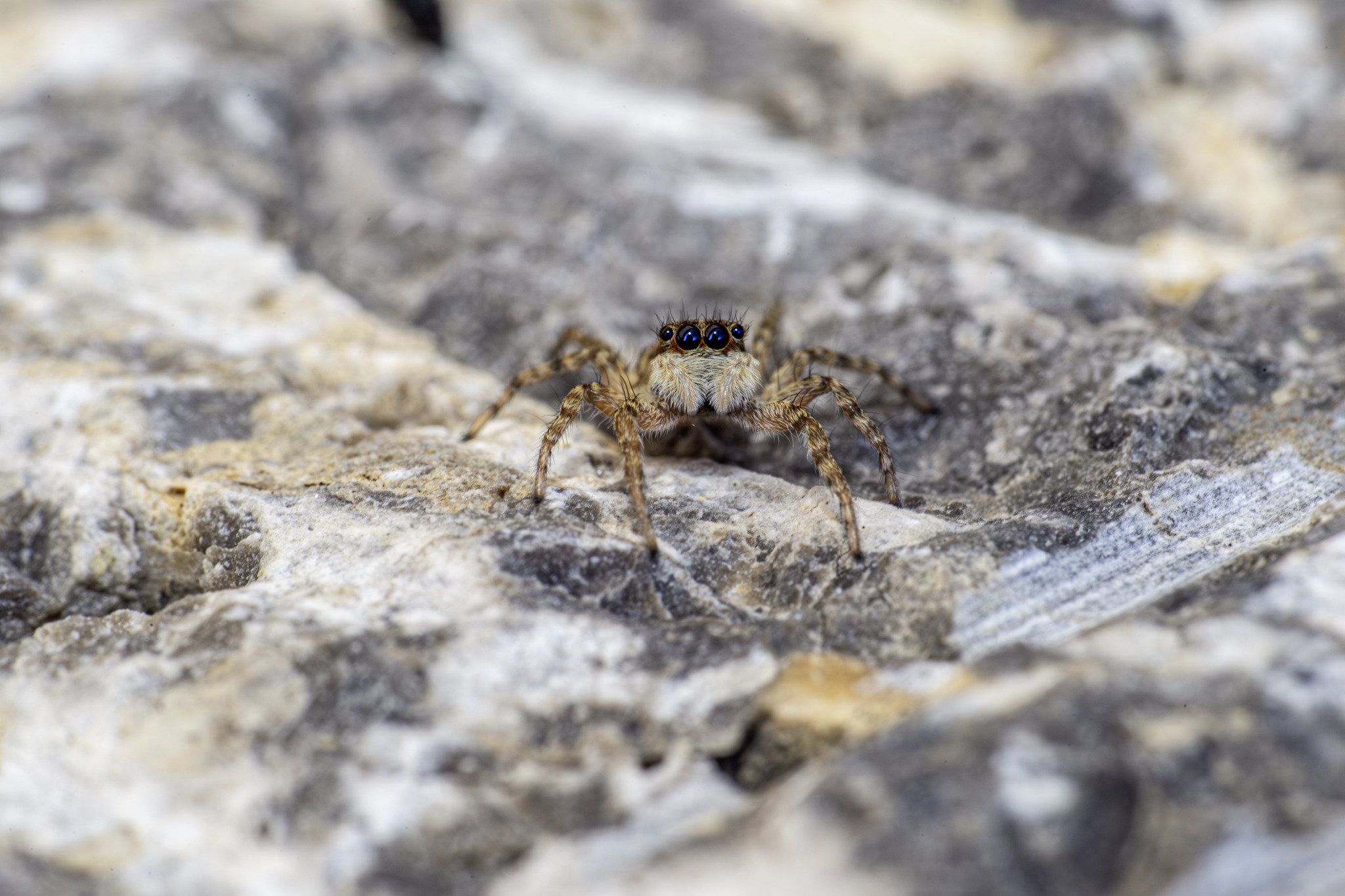 Jumping spider