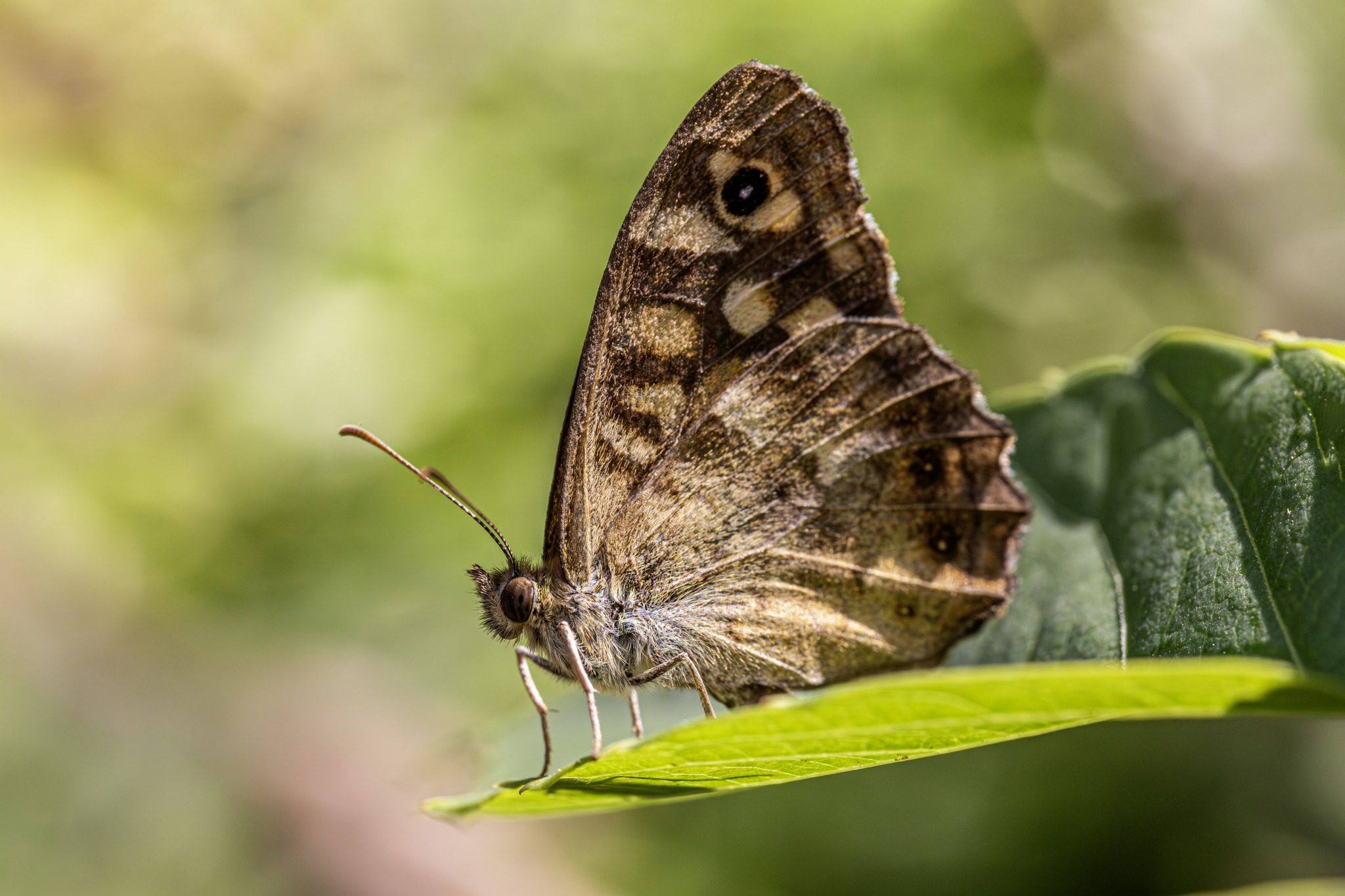 Specled wood (Pararge aegeria)