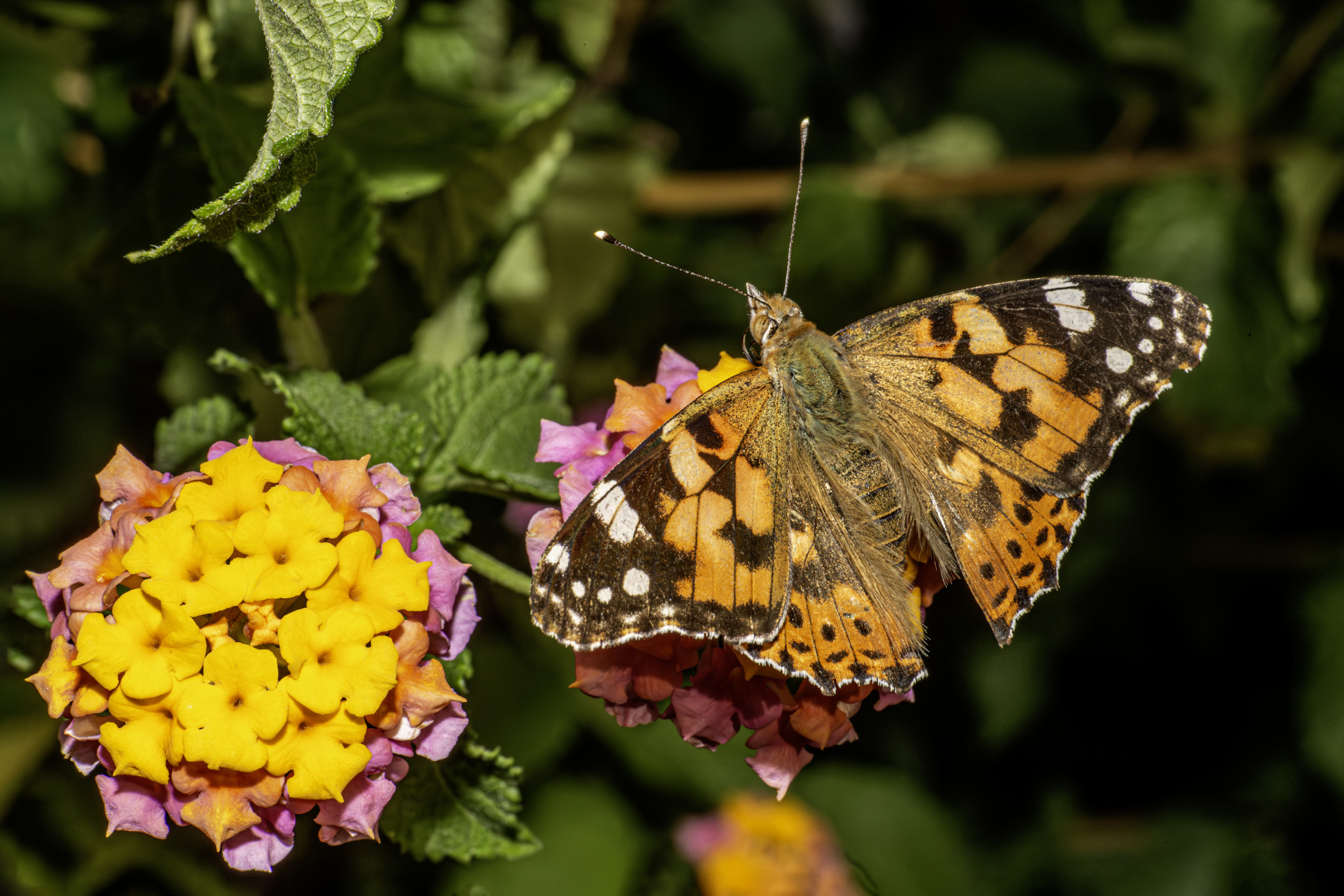 Painted lady (Cynthia cardui)