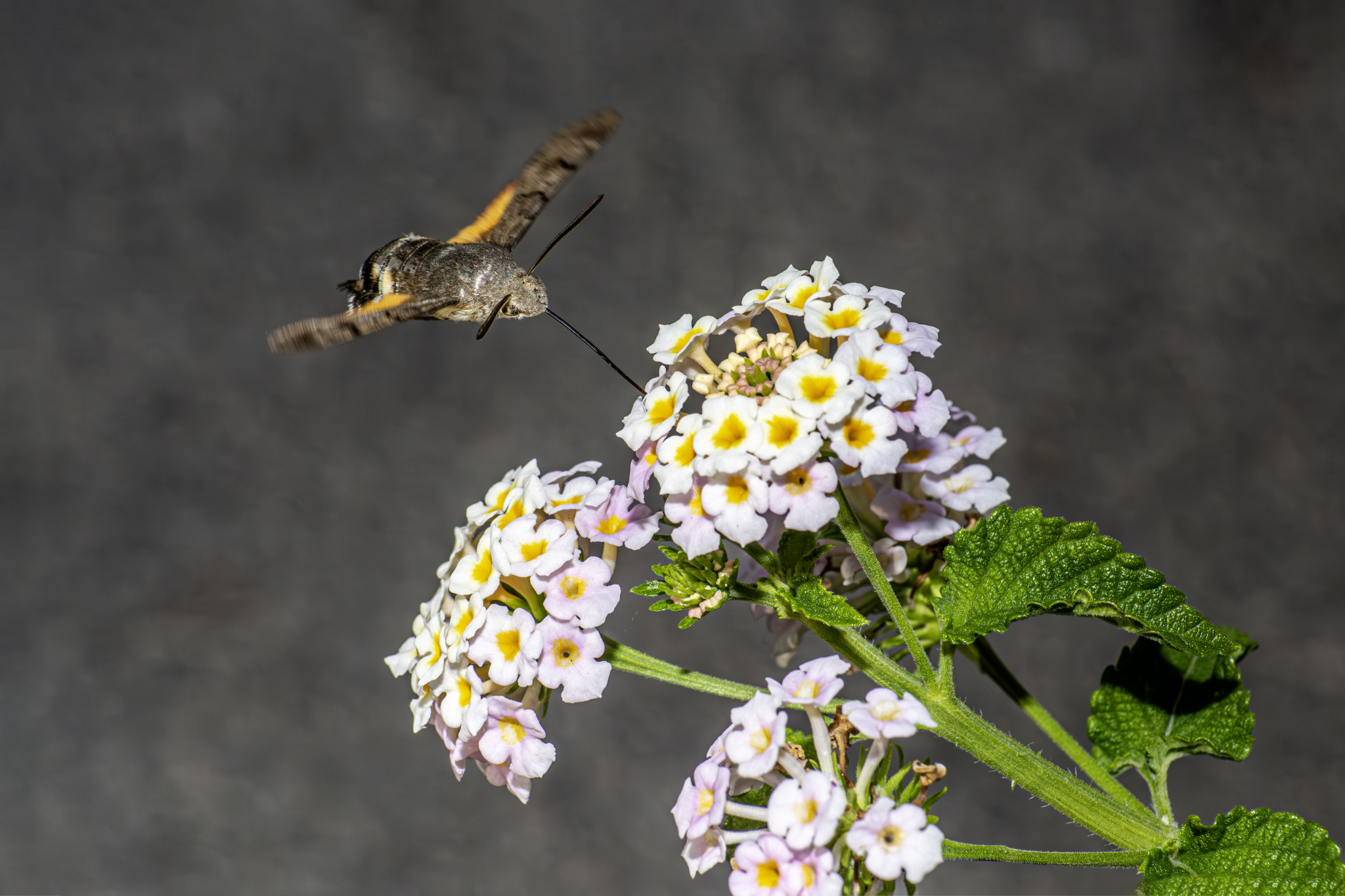 Hummingbird hawk moth (Macroglossum stellaturum)