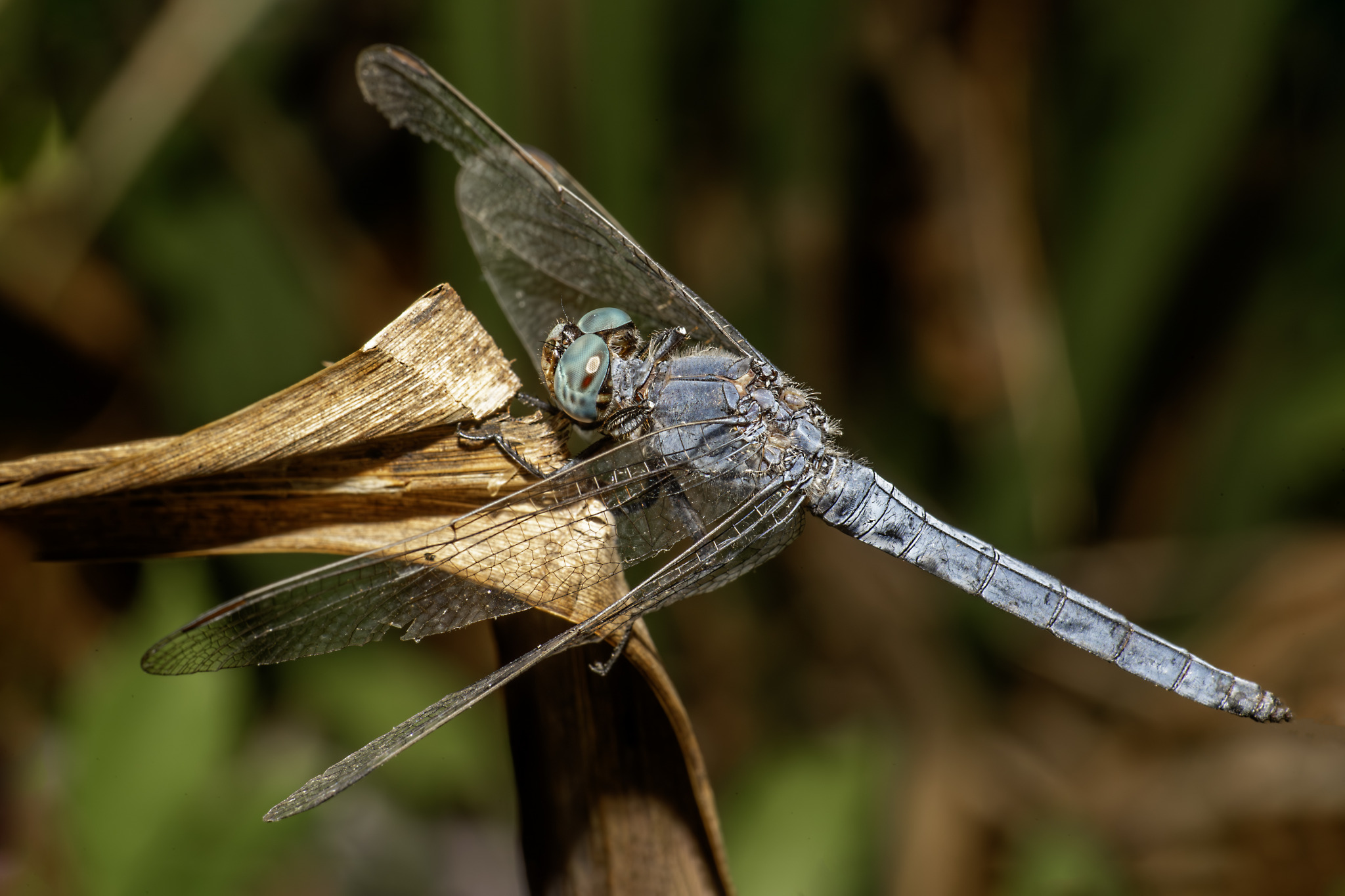 Southern Skimmer (Orthetrum brunneum)