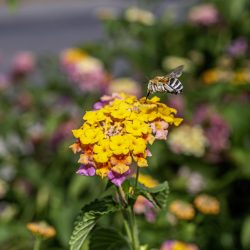 Honey bee (Amegilla calceifera)