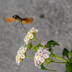 Hummingbird hawk moth (Macroglossum stellaturum)