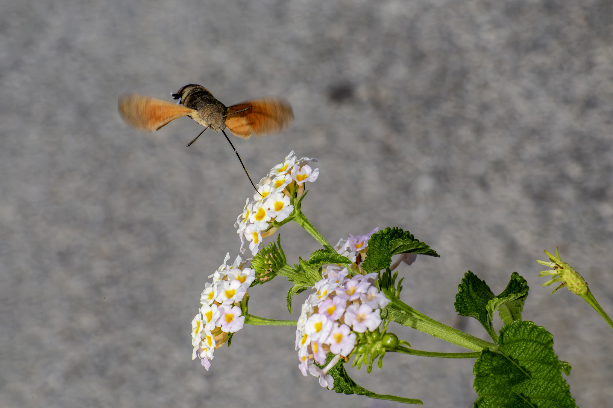 Hummingbird hawk moth (Macroglossum stellaturum)