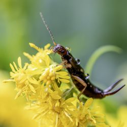 European earwig (Forficula auricularia)