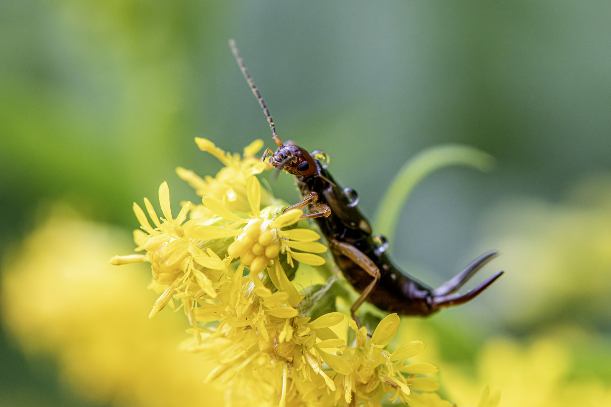 European earwig (Forficula auricularia)