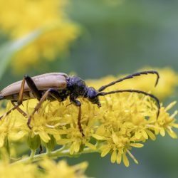 Red-Brown Longhorn Beetle (Stictoleptura rubra)