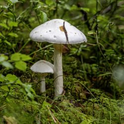 Death angel (Amanita virosa)