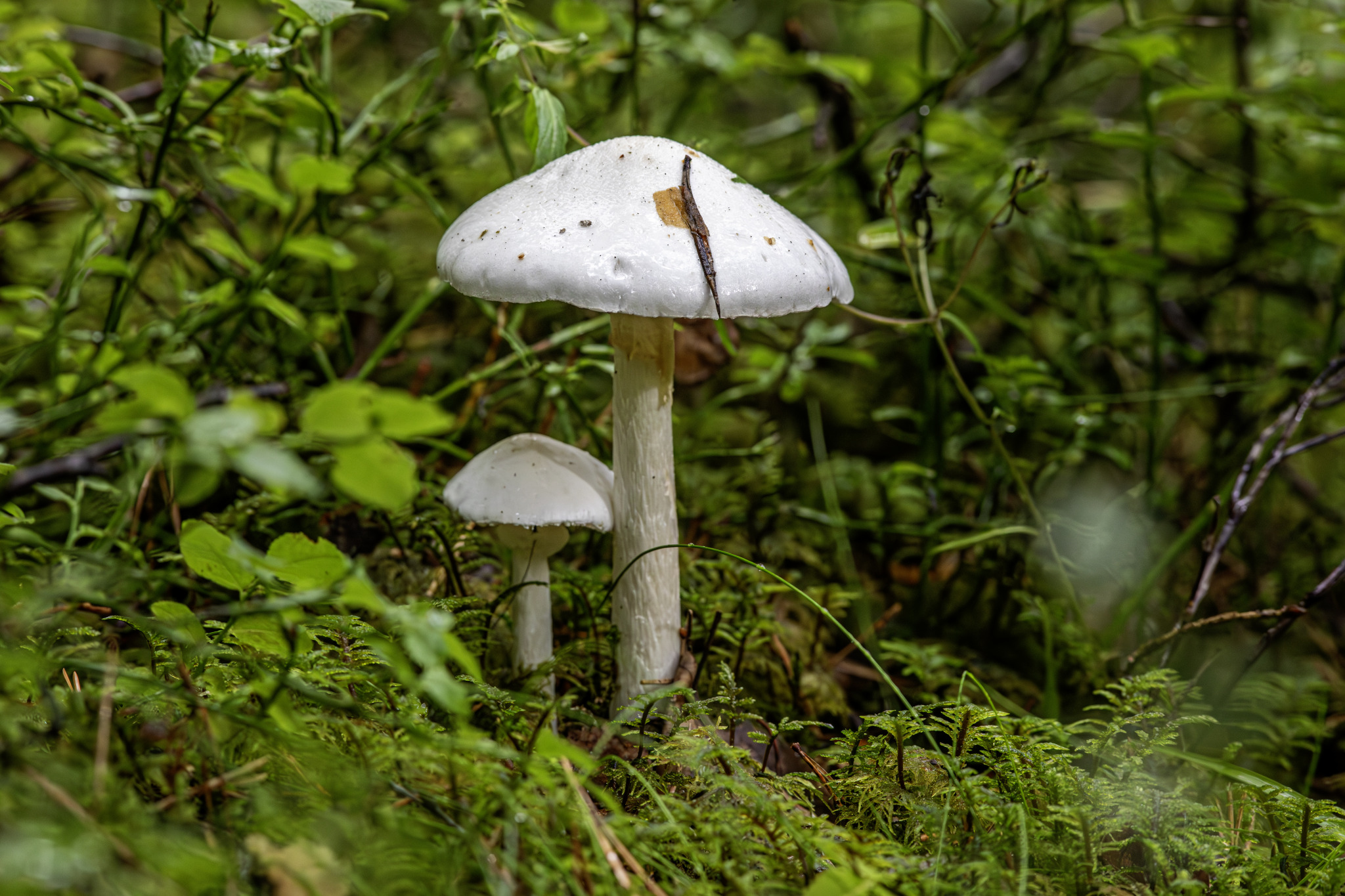 Death angel (Amanita virosa)