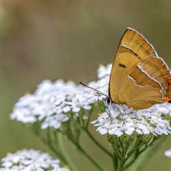 Brown Hairstreak (Thecla betulae)