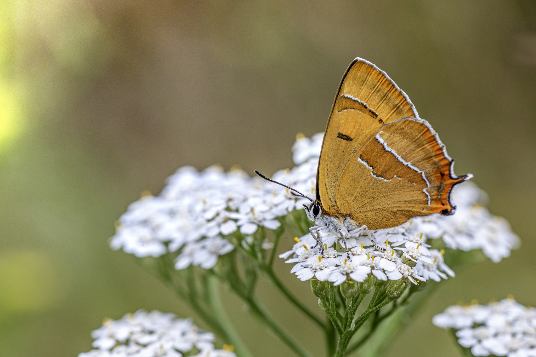 Brown Hairstreak (Thecla betulae)