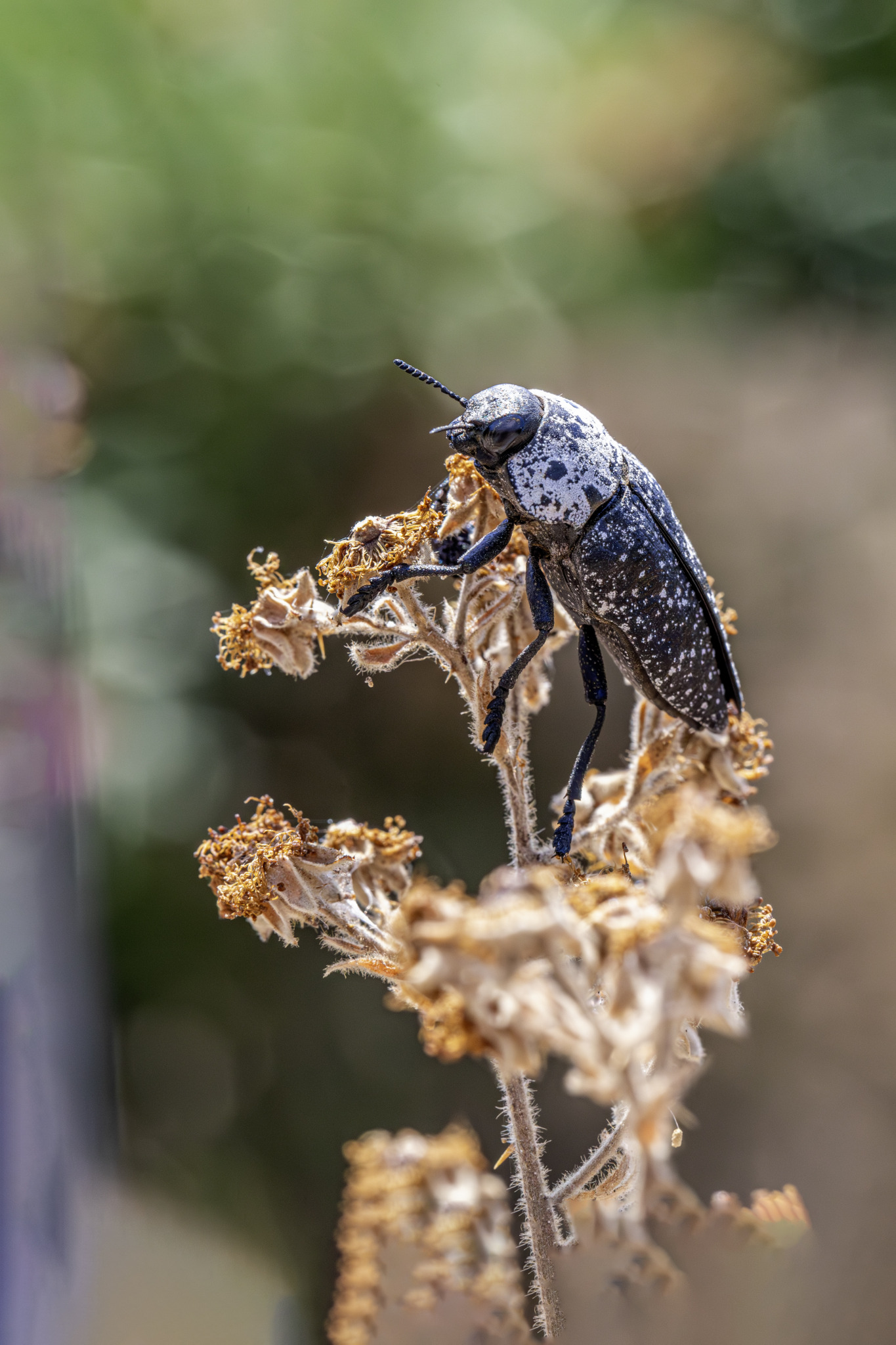 Texas Click beetle (Alaus lusciosus)