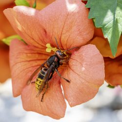 European hornet (Vespa crabro)