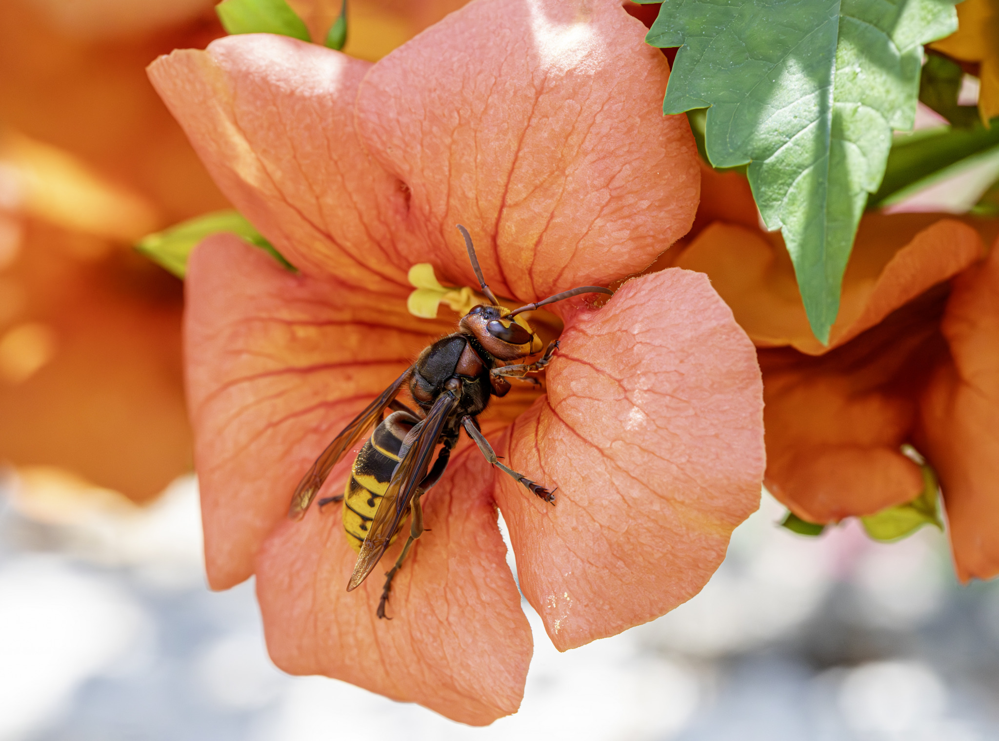 European hornet (Vespa crabro)