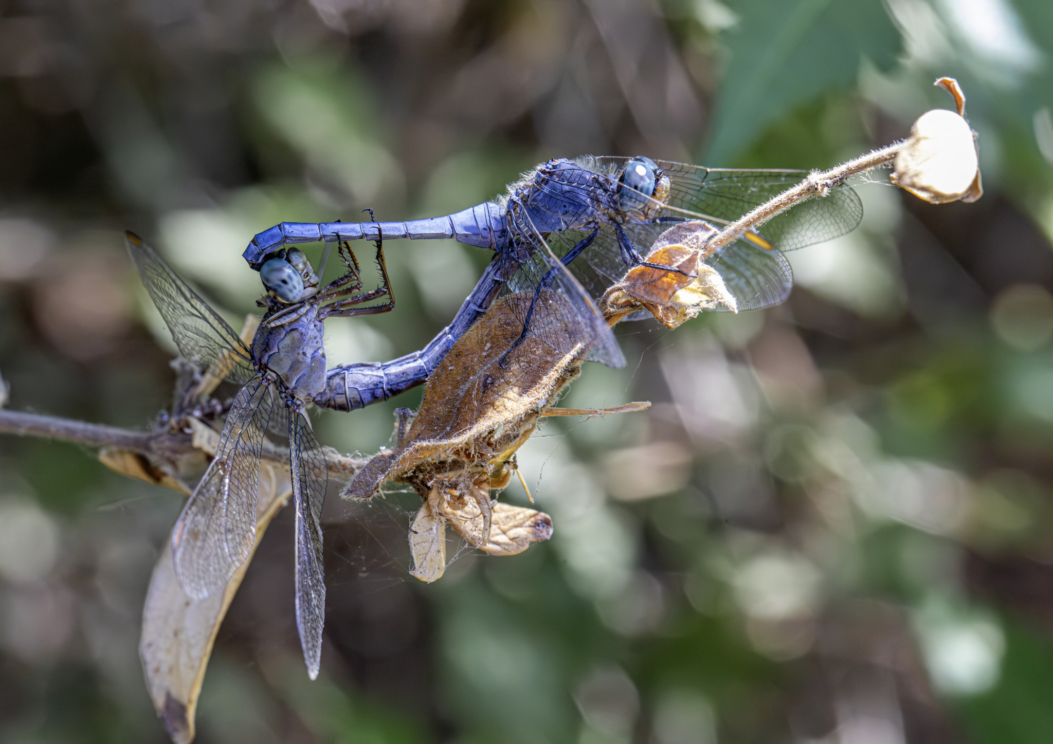 Southern Skimmer (Orthetrum brunneum)