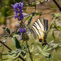 Scarce Swallowtail (Iphiclides podalirius)