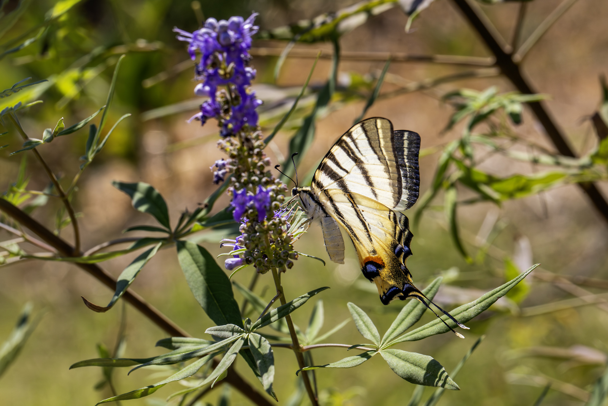 Scarce Swallowtail (Iphiclides podalirius)