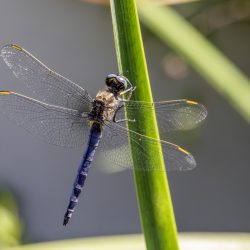 Keeled Skimmer (Orthetrum coerulescens)