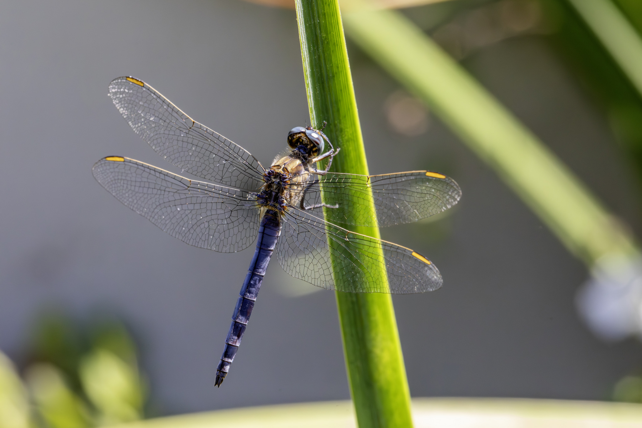 Keeled Skimmer (Orthetrum coerulescens)