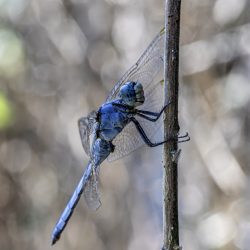 Southern Skimmer (Orthetrum brunneum)