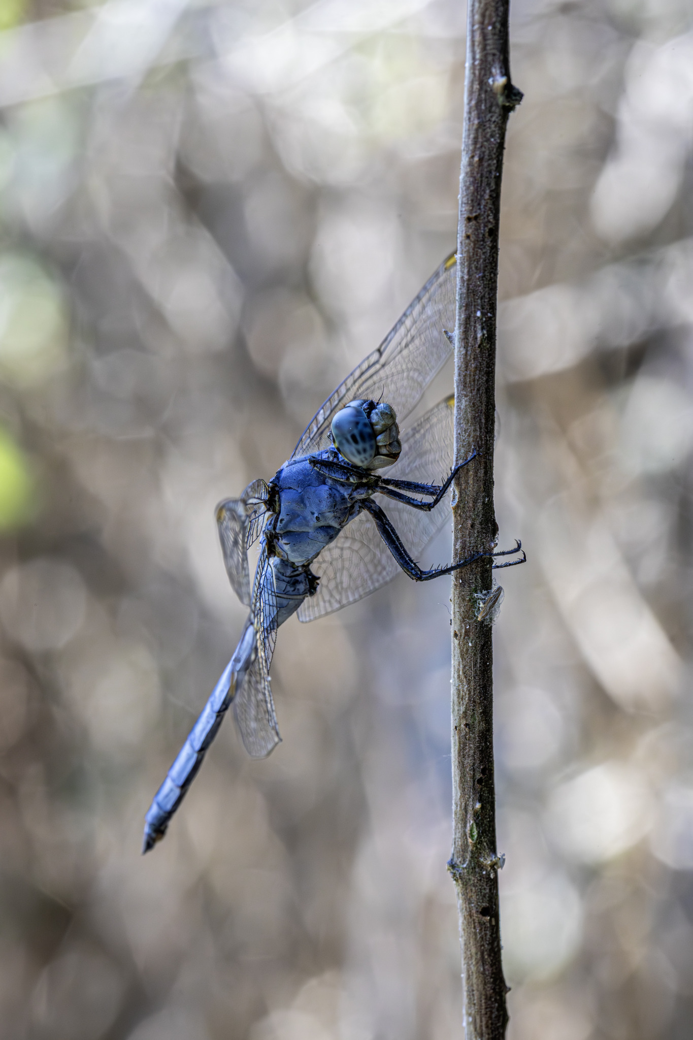 Southern Skimmer (Orthetrum brunneum)