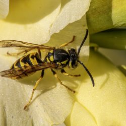 German yellowjacket (Vespula germanica)