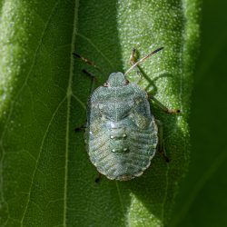 Green shield bug (Palomena prasina)
